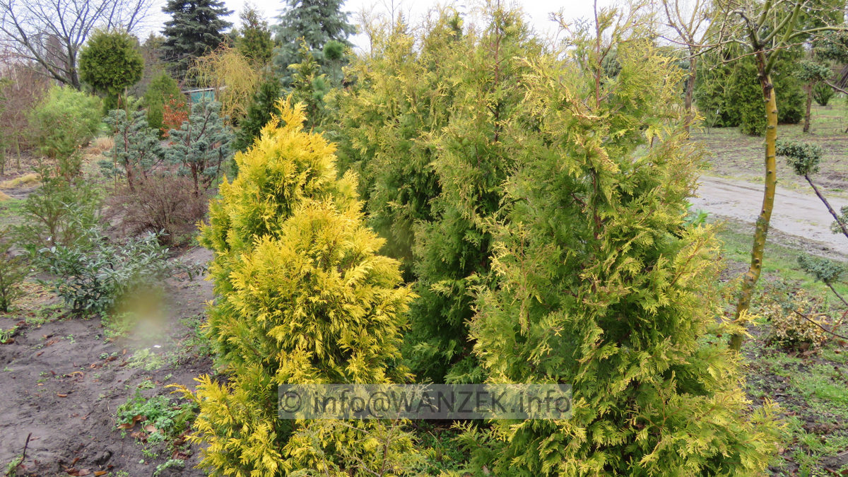 Thuja plicata Goldy 02.JPG